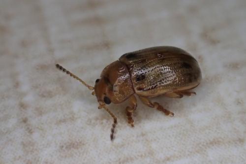 Gonioctena quinquepunctata